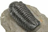 Detailed Austerops Trilobite - Top Quality Specimen #225377-4